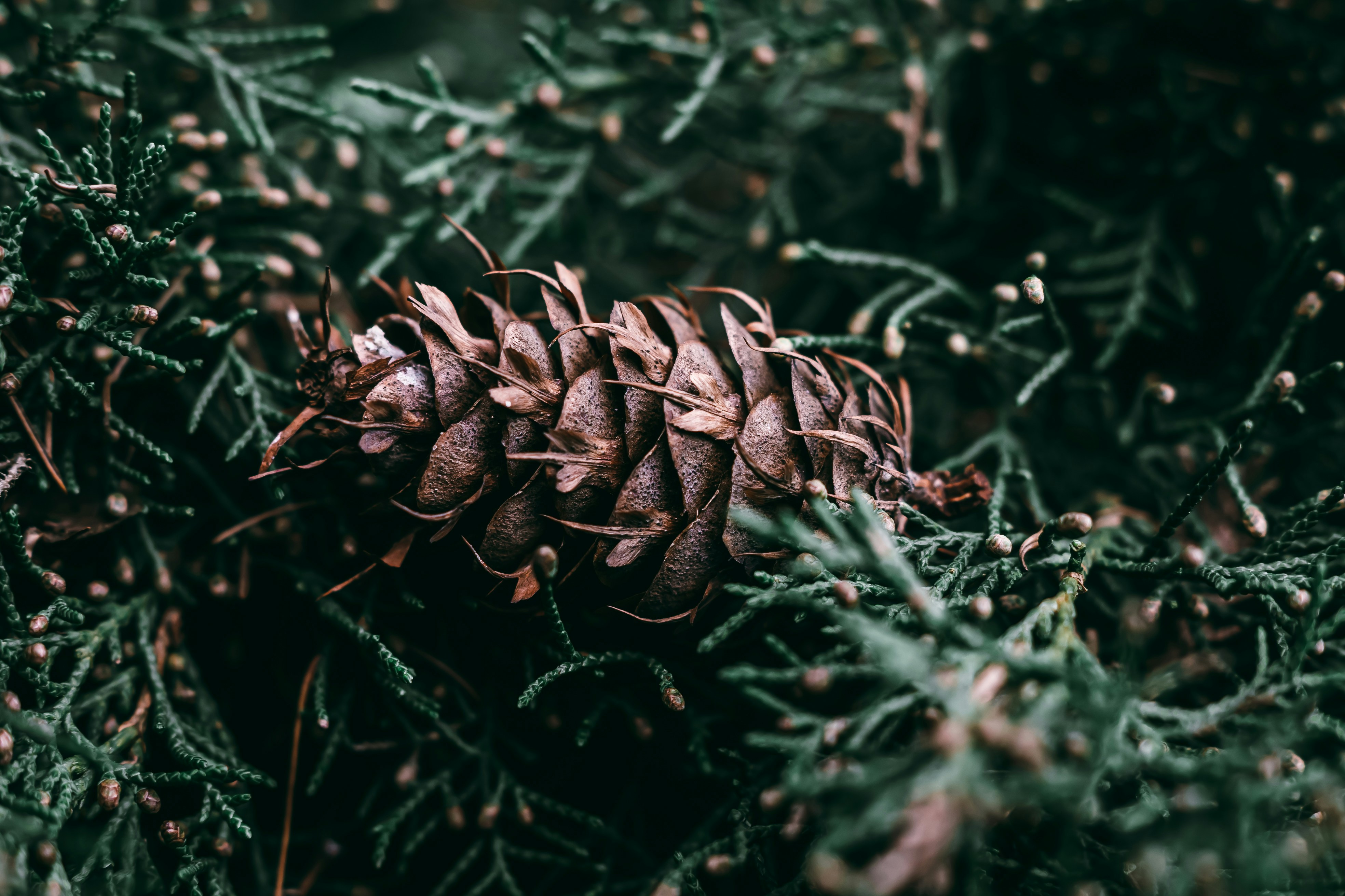 Photo by wojtekpaczes