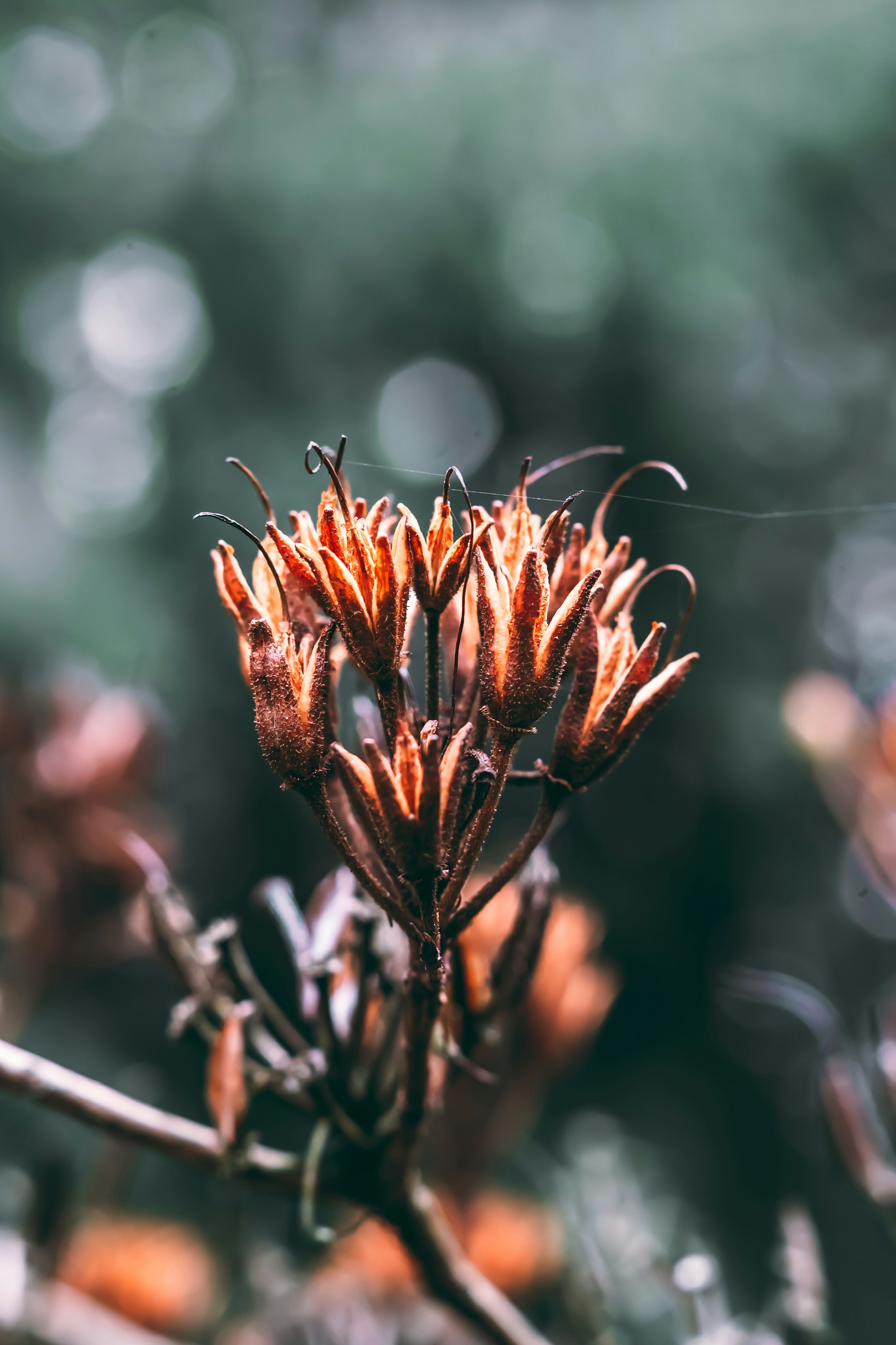 Photo by wojtekpaczes