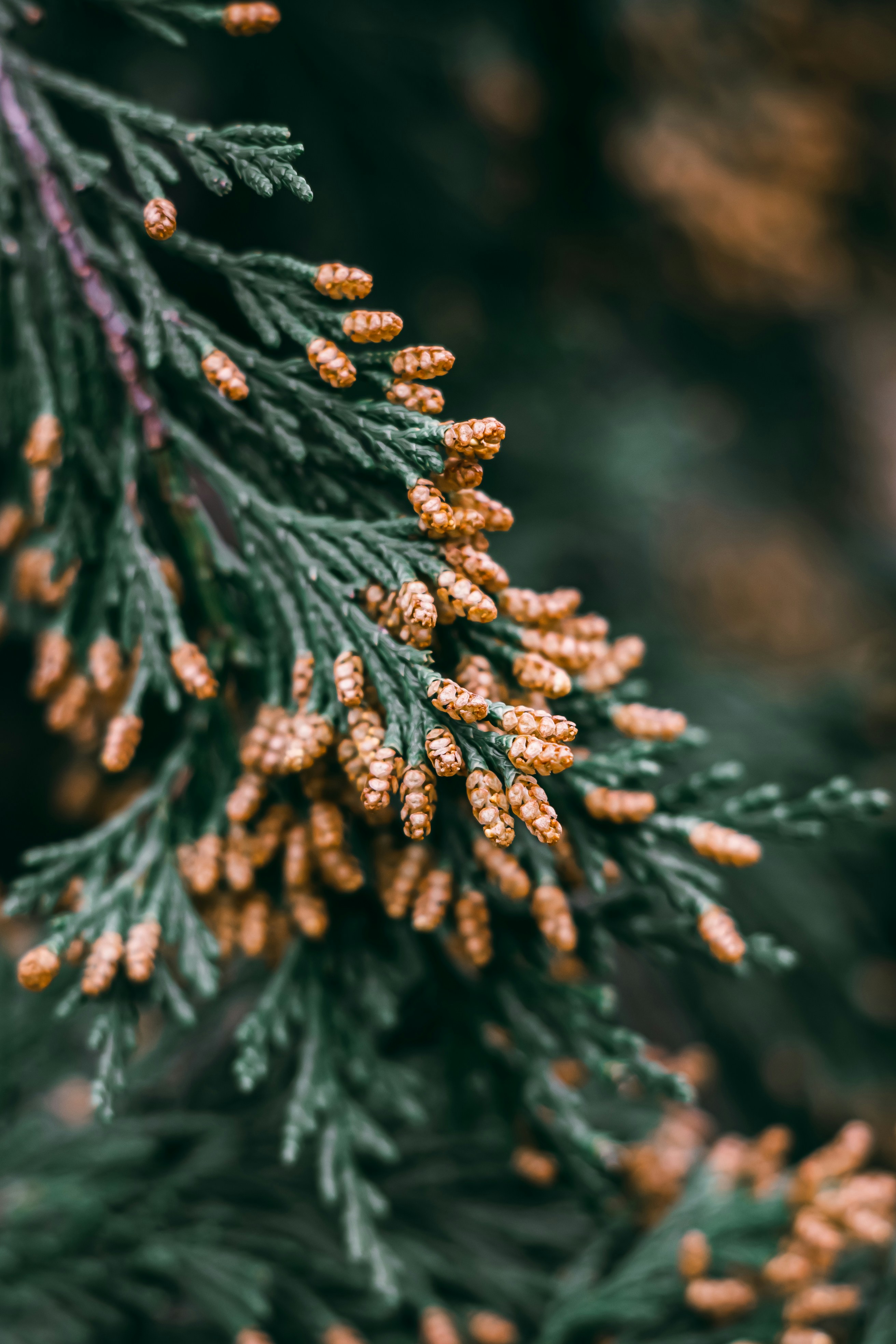 Photo by wojtekpaczes