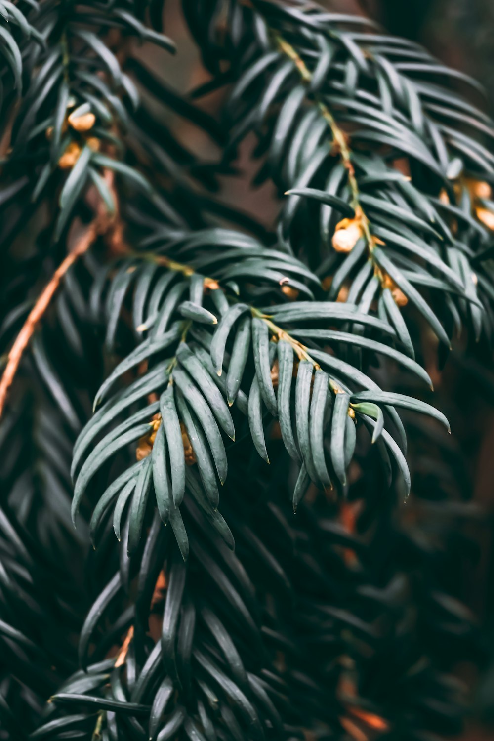 a close up of a plant with green leaves