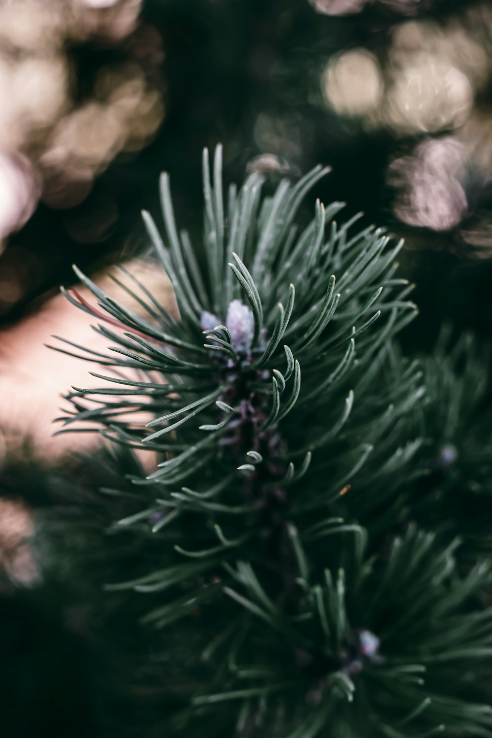 a close up of a pine tree branch