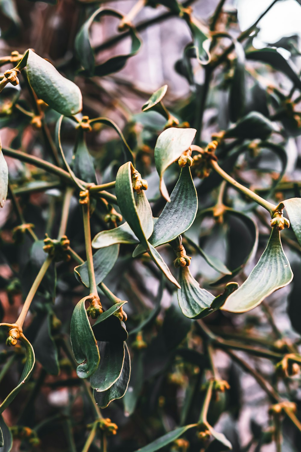 a close up of a plant with green leaves