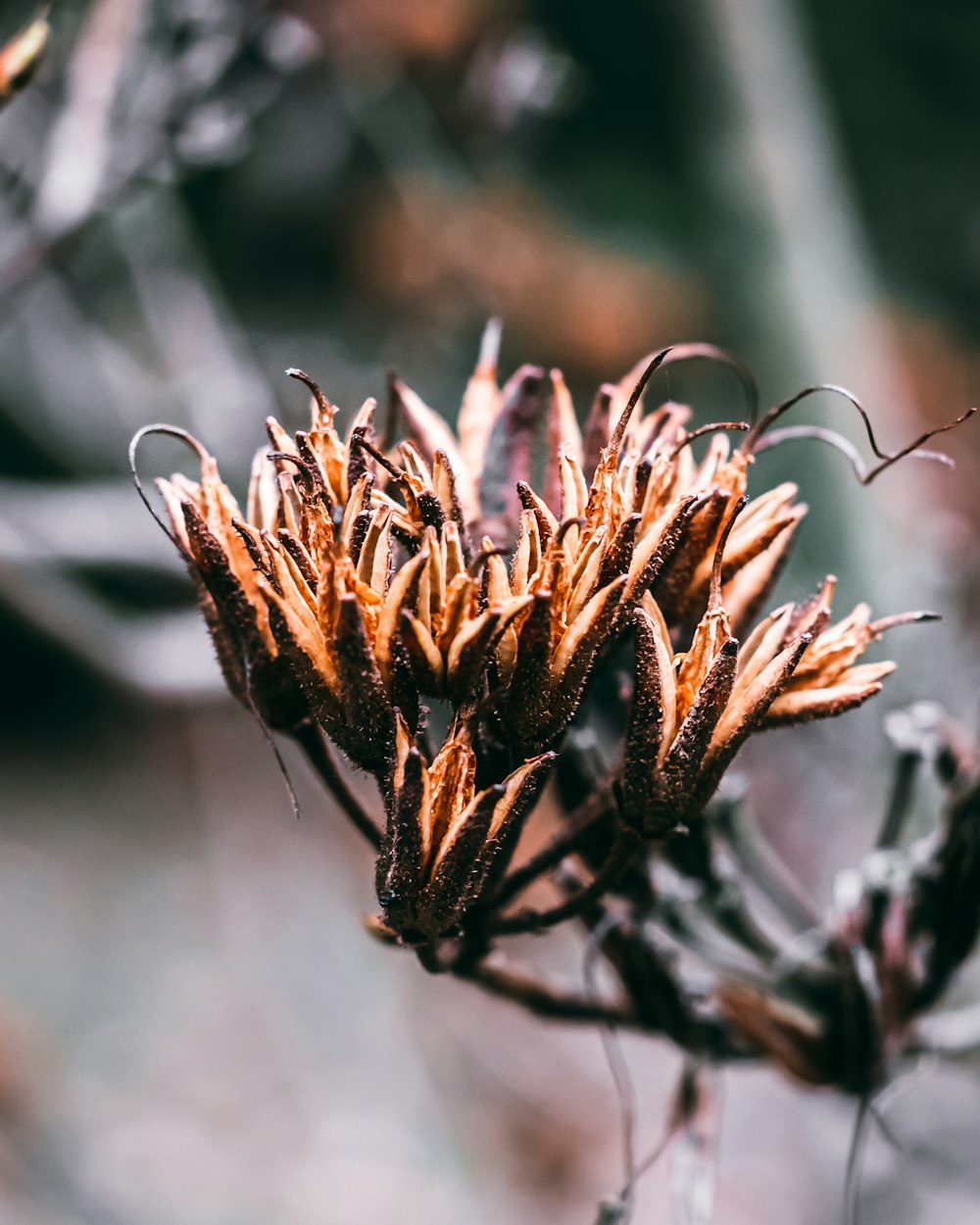 a close up of a flower with a blurry background