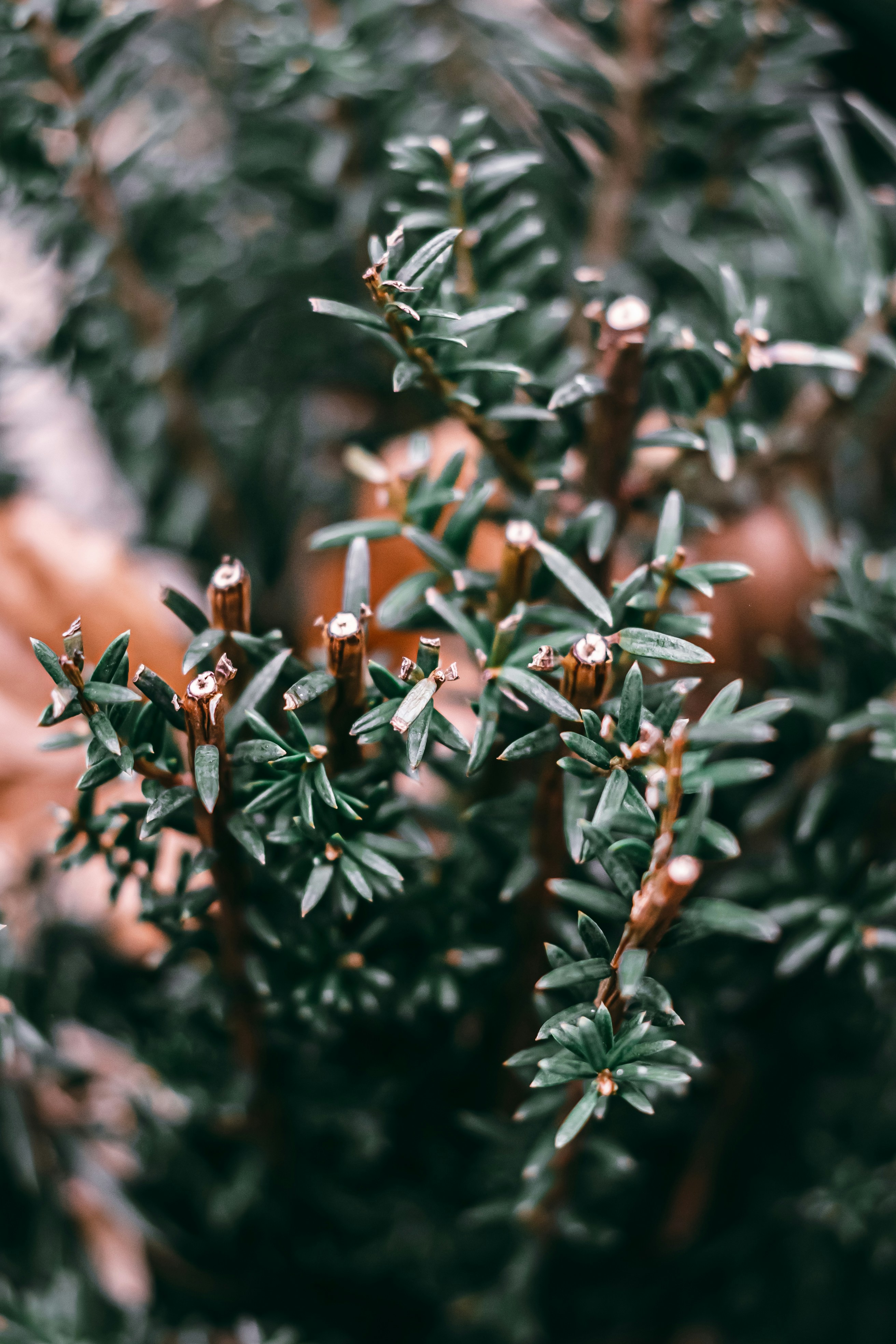 Photo by wojtekpaczes