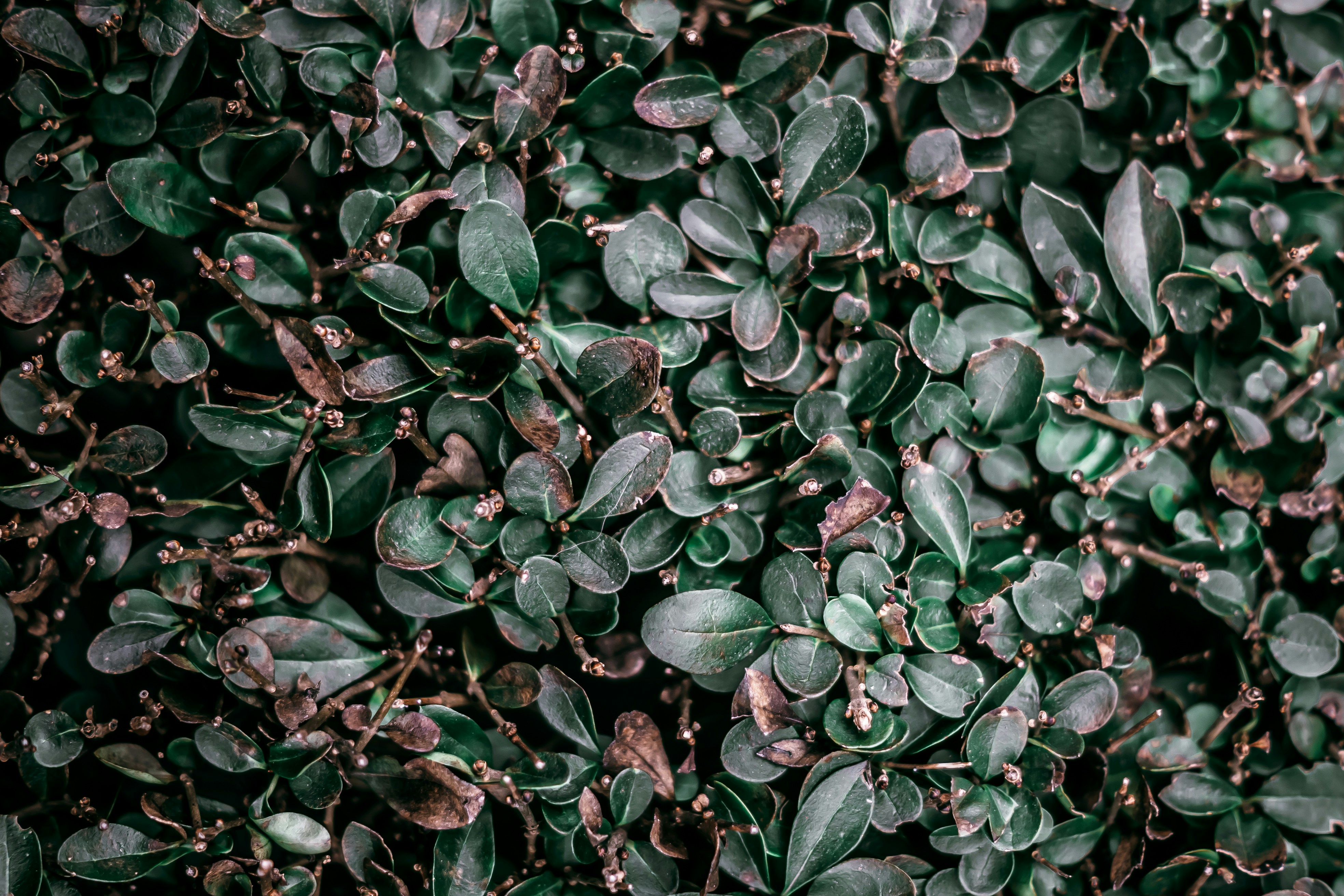 Photo by wojtekpaczes