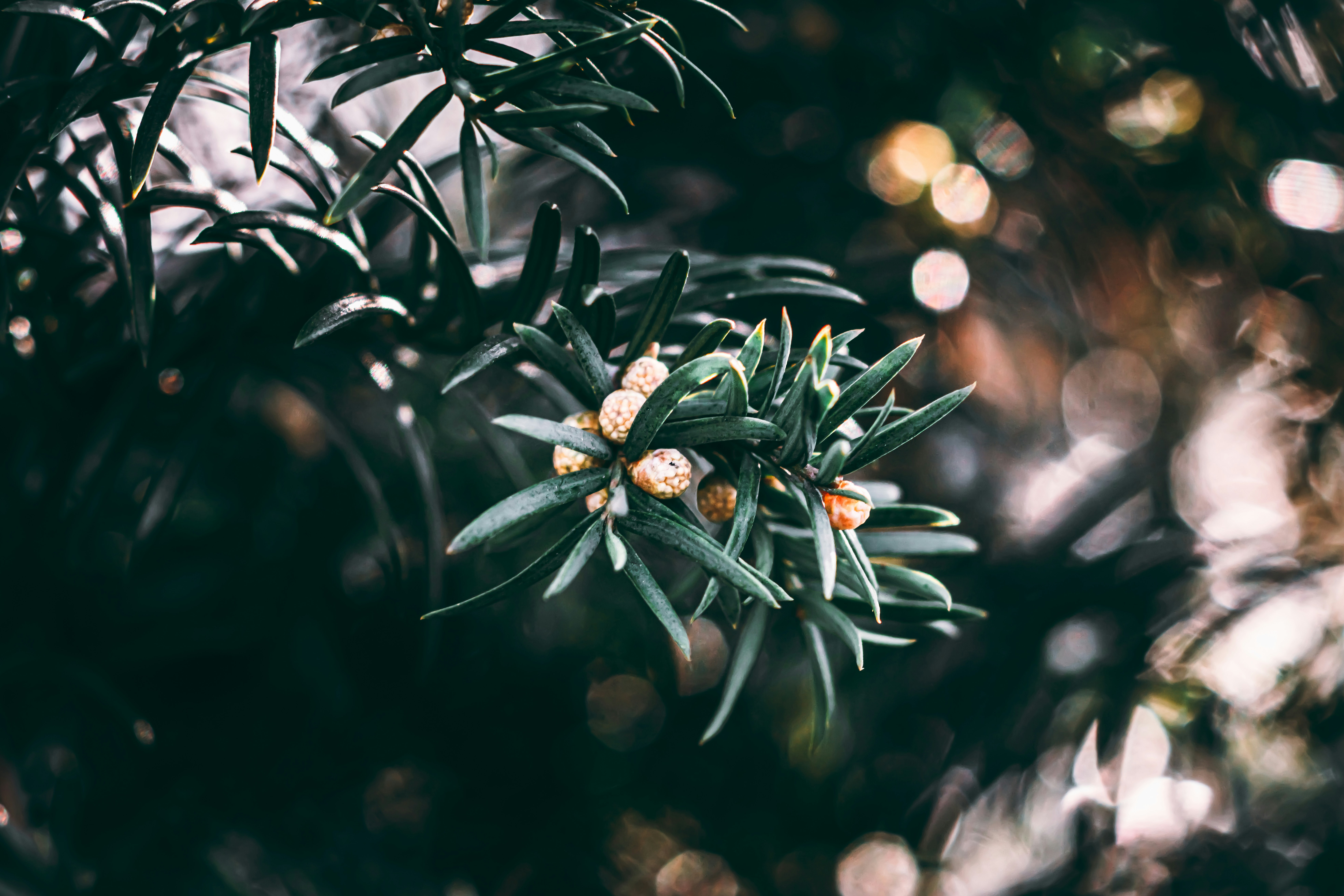 Photo by wojtekpaczes