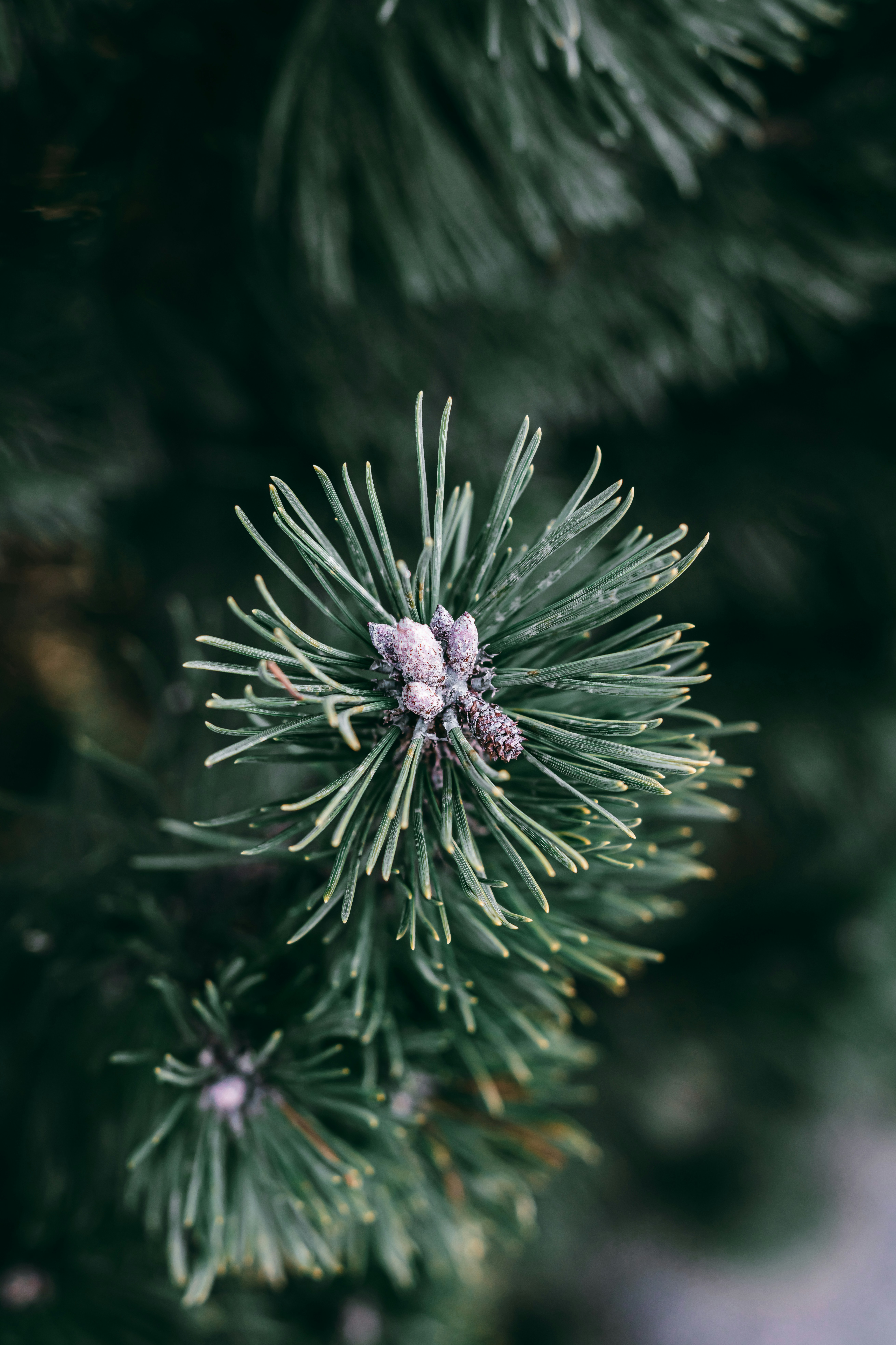 Photo by wojtekpaczes