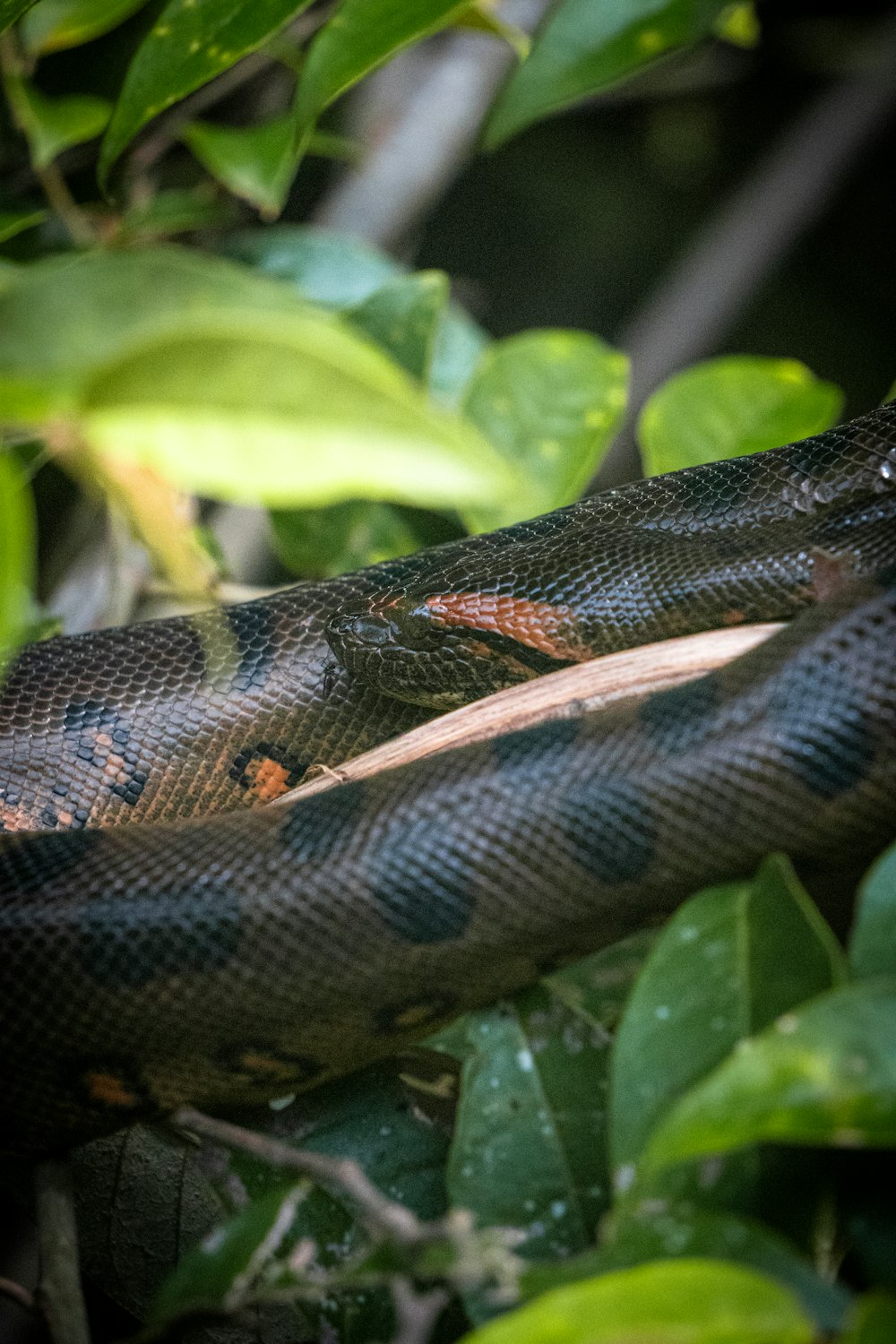 a snake is curled up on a tree branch