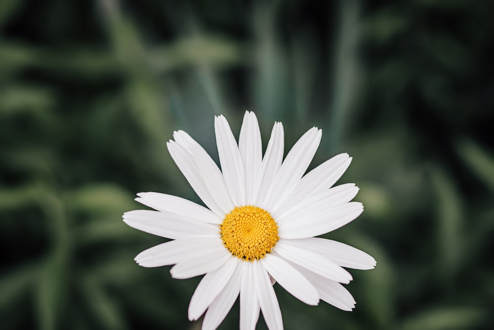 a close up of a white flower with a yellow center