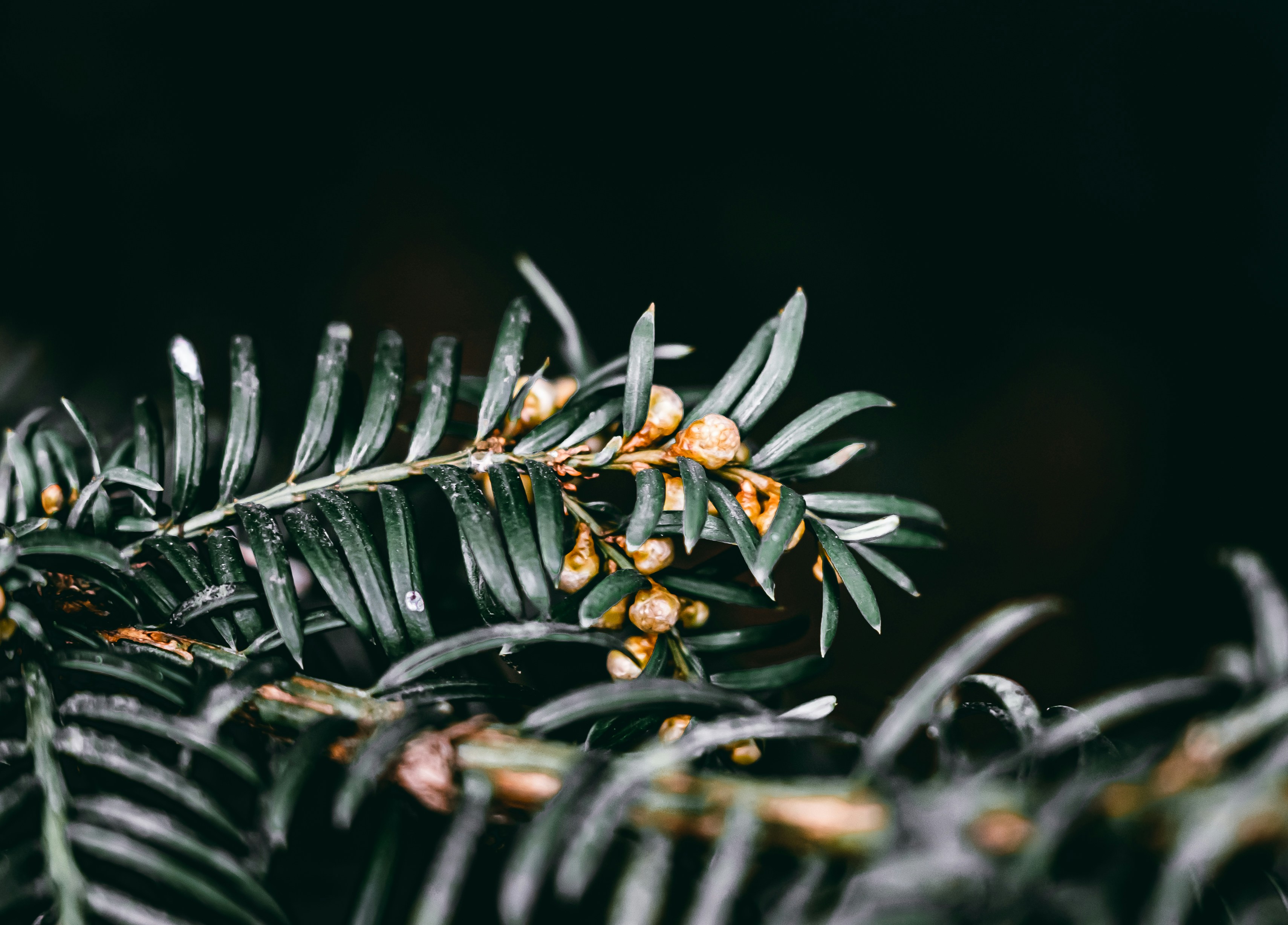 a close up of a tree branch with yellow flowers