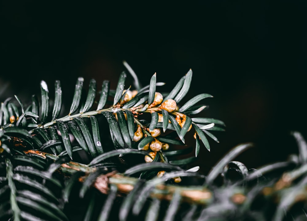 a close up of a tree branch with yellow flowers