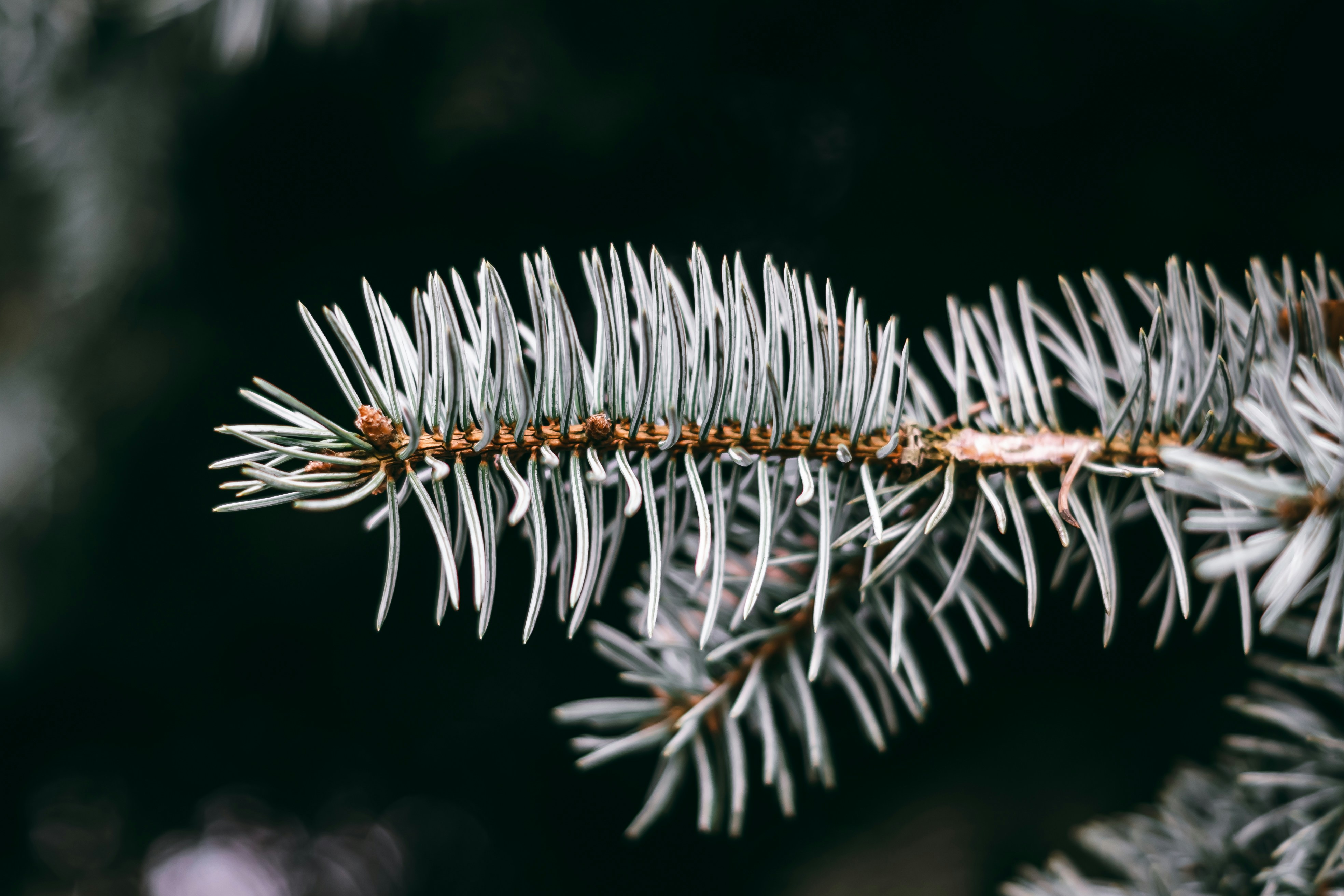 Photo by wojtekpaczes