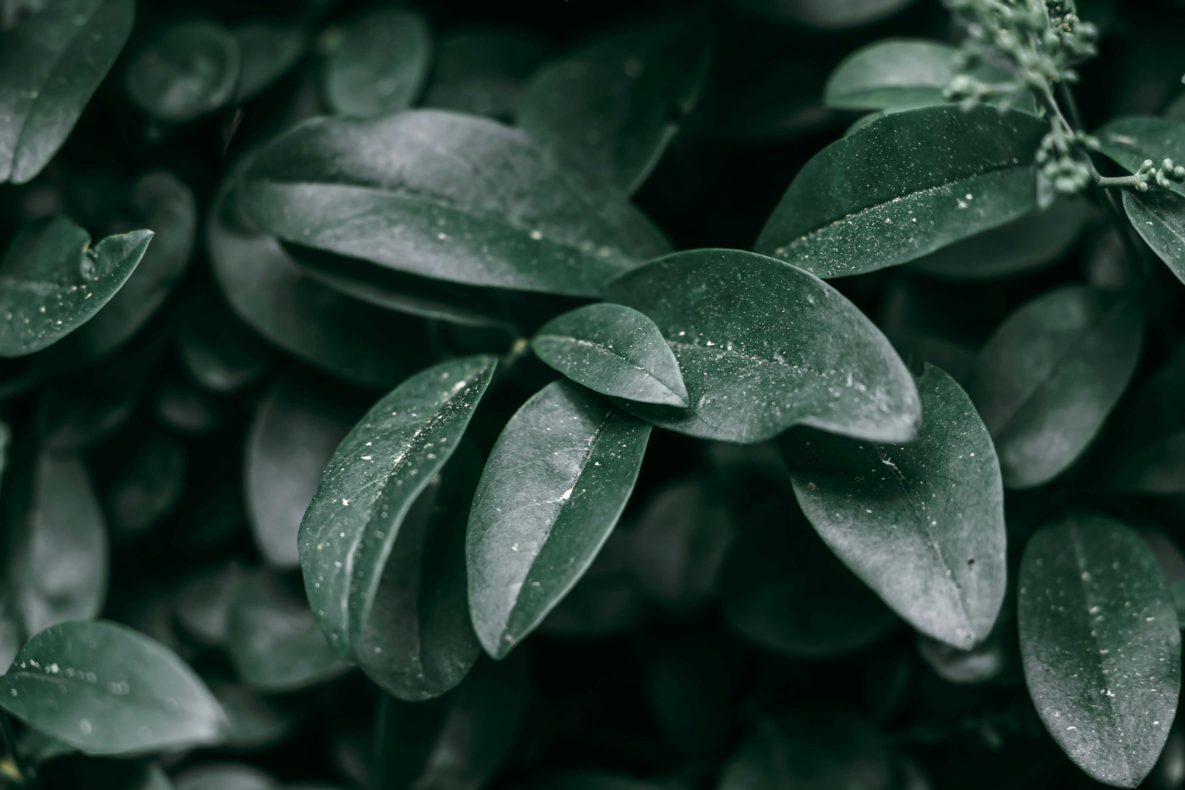 Photo by wojtekpaczes