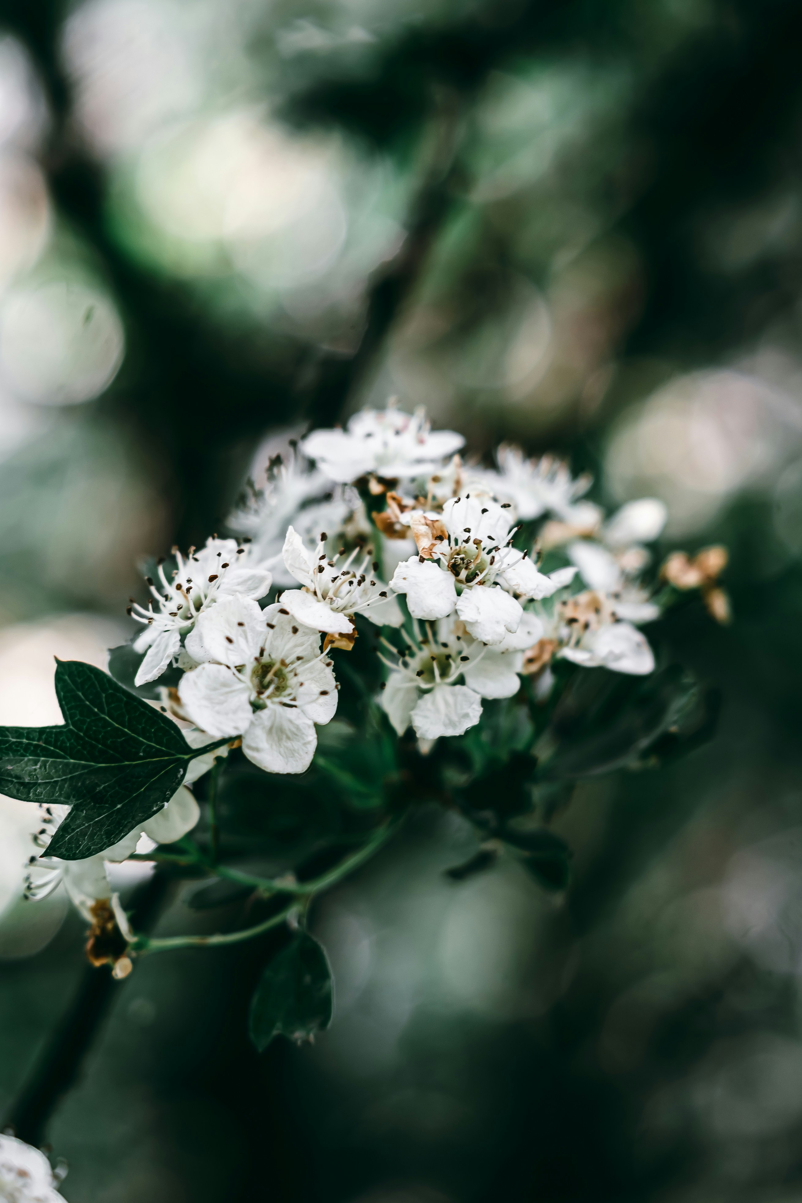 Photo by wojtekpaczes