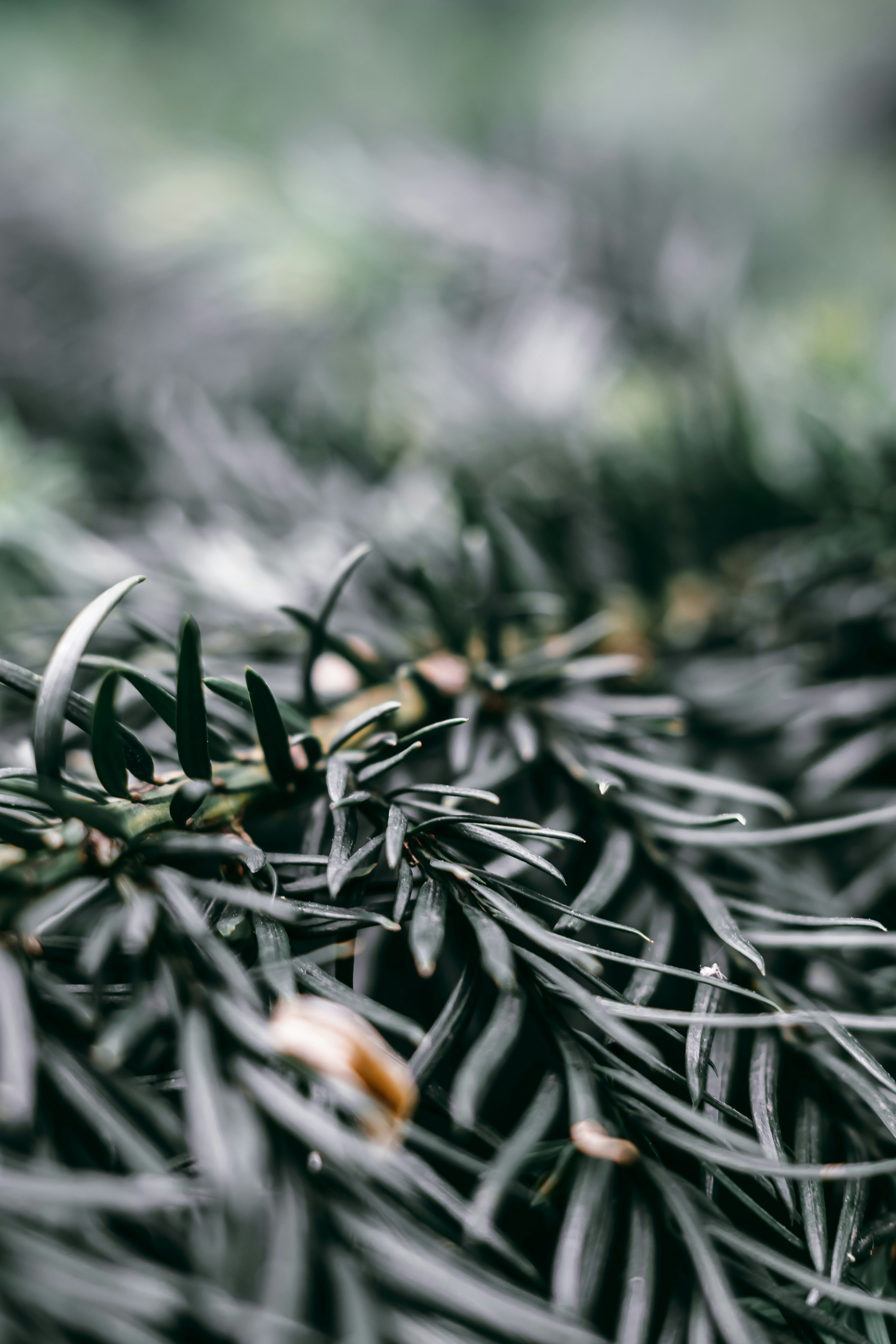 a close up of a pine tree branch