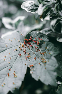 Close-up of a tomato leaf with yellow spots signaling plant distress