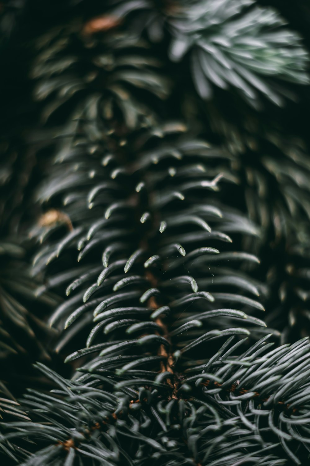 a close up of a pine tree branch