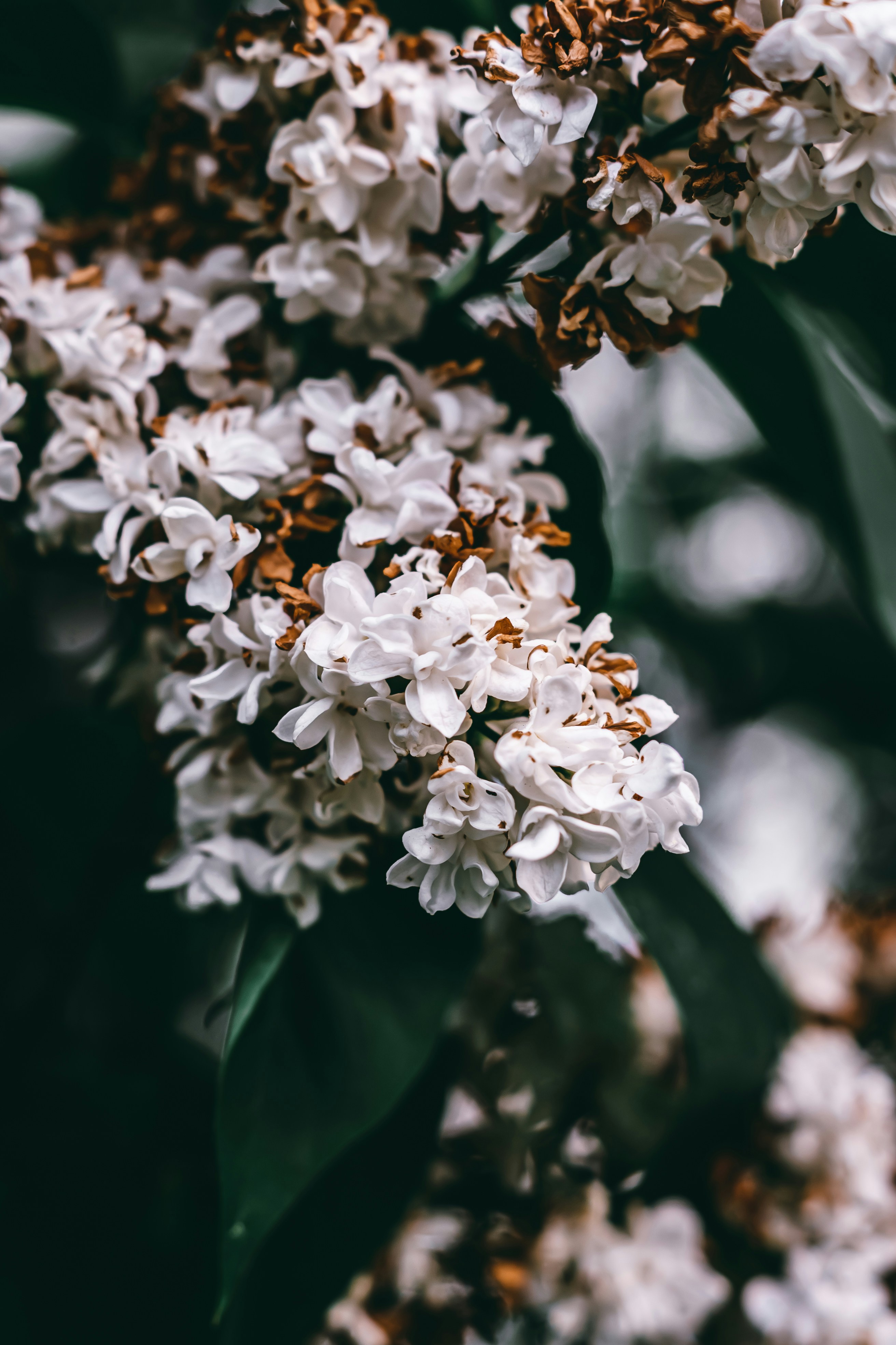 Photo by wojtekpaczes