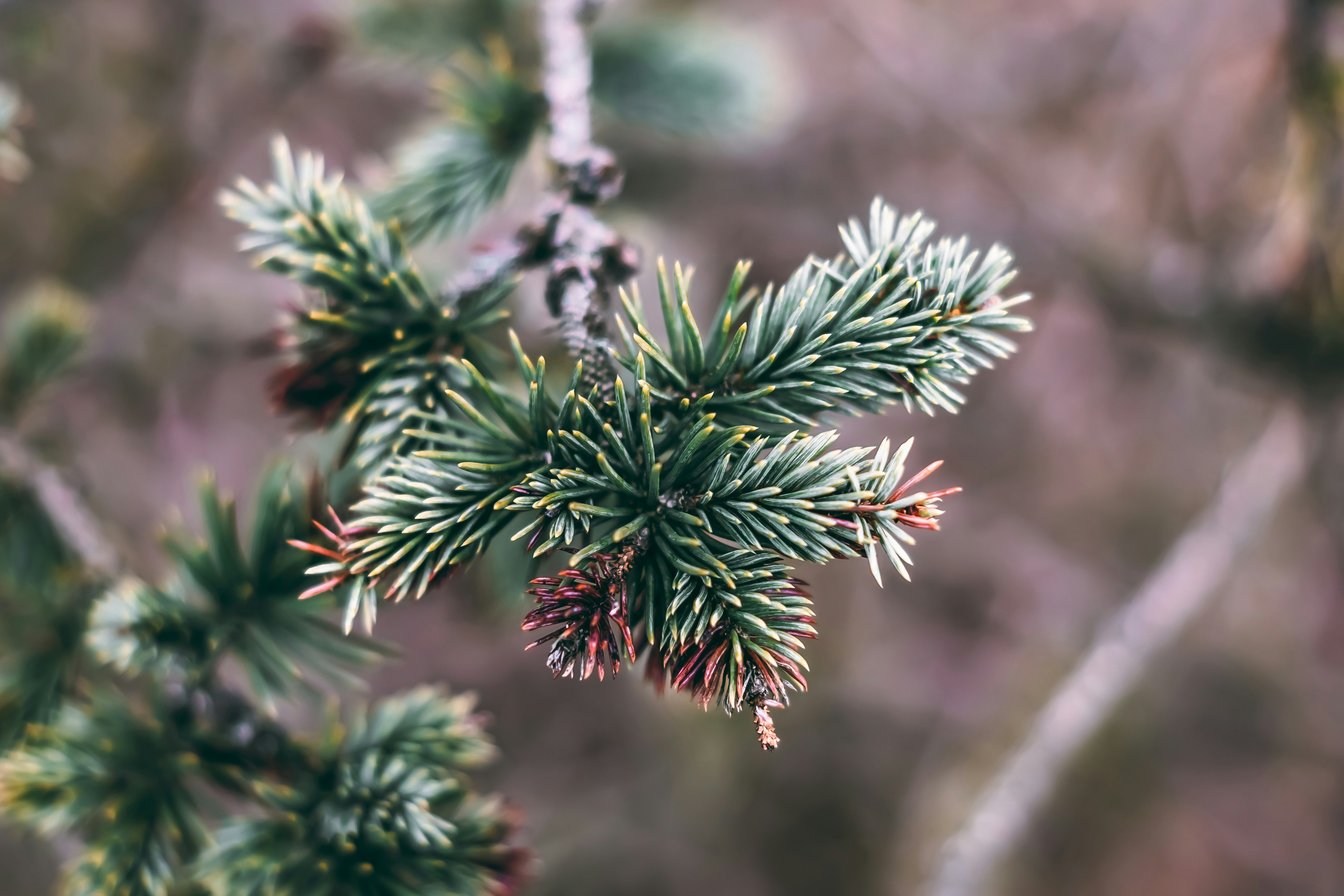 Photo by wojtekpaczes