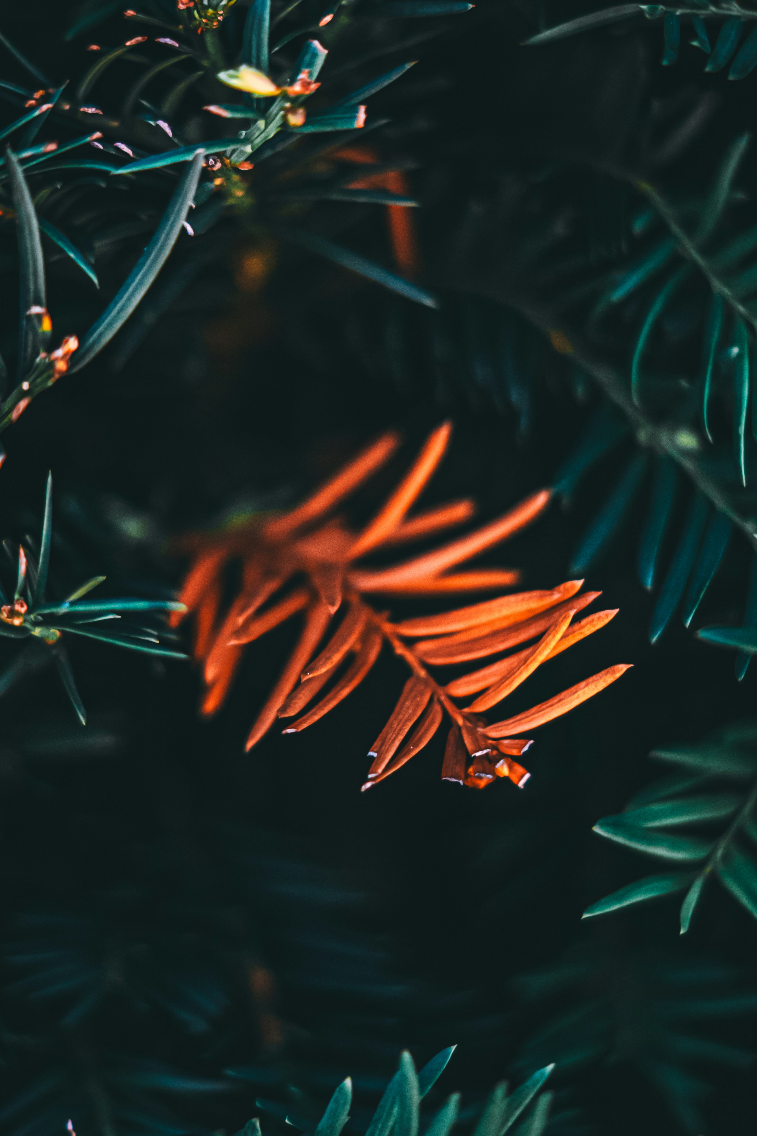 Photo by wojtekpaczes