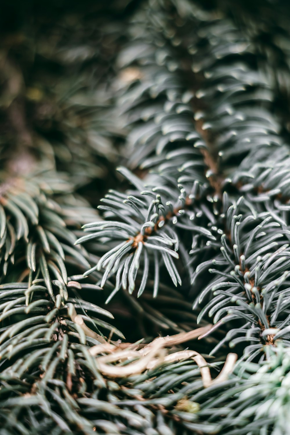 a close up of a pine tree branch