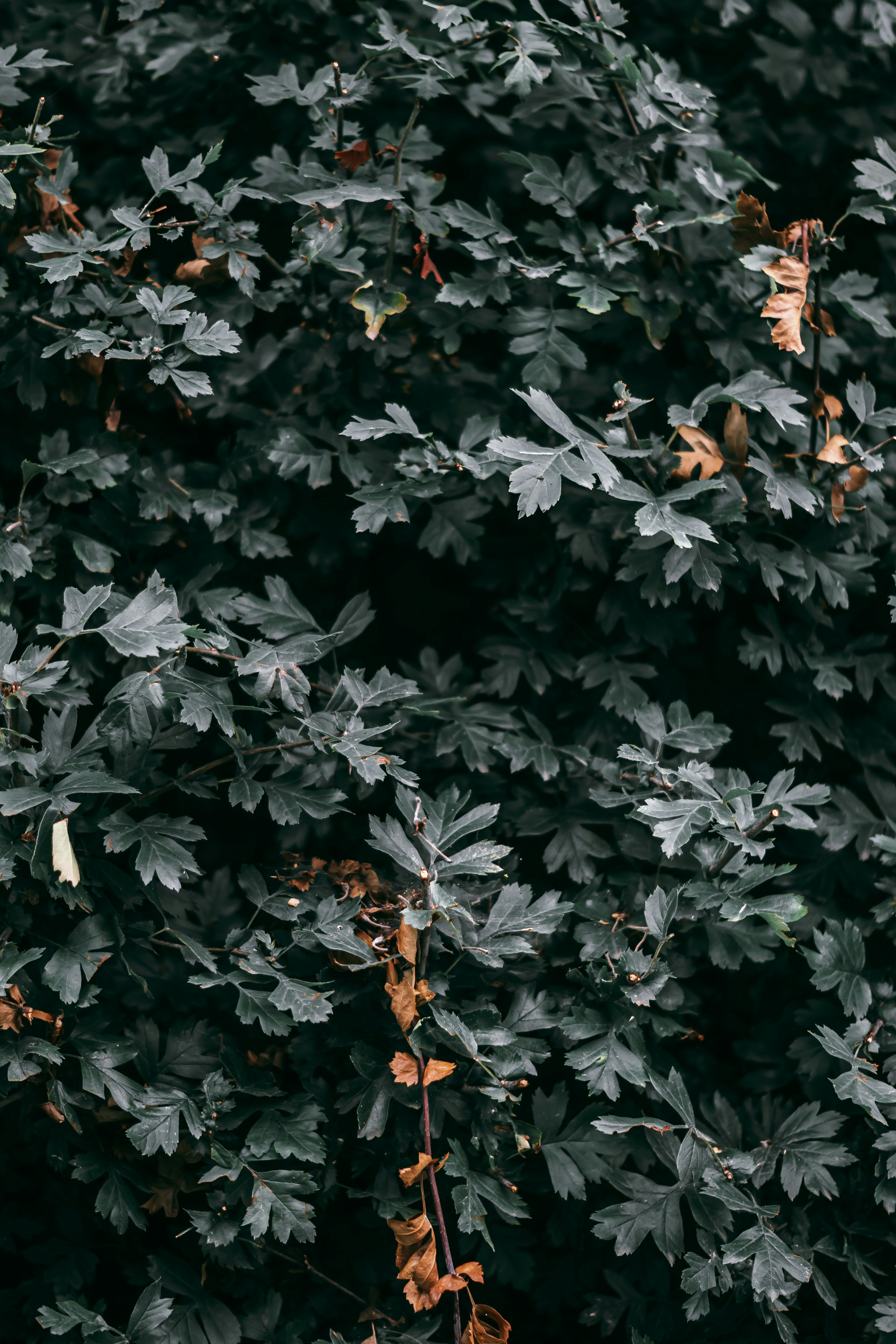 Photo by wojtekpaczes