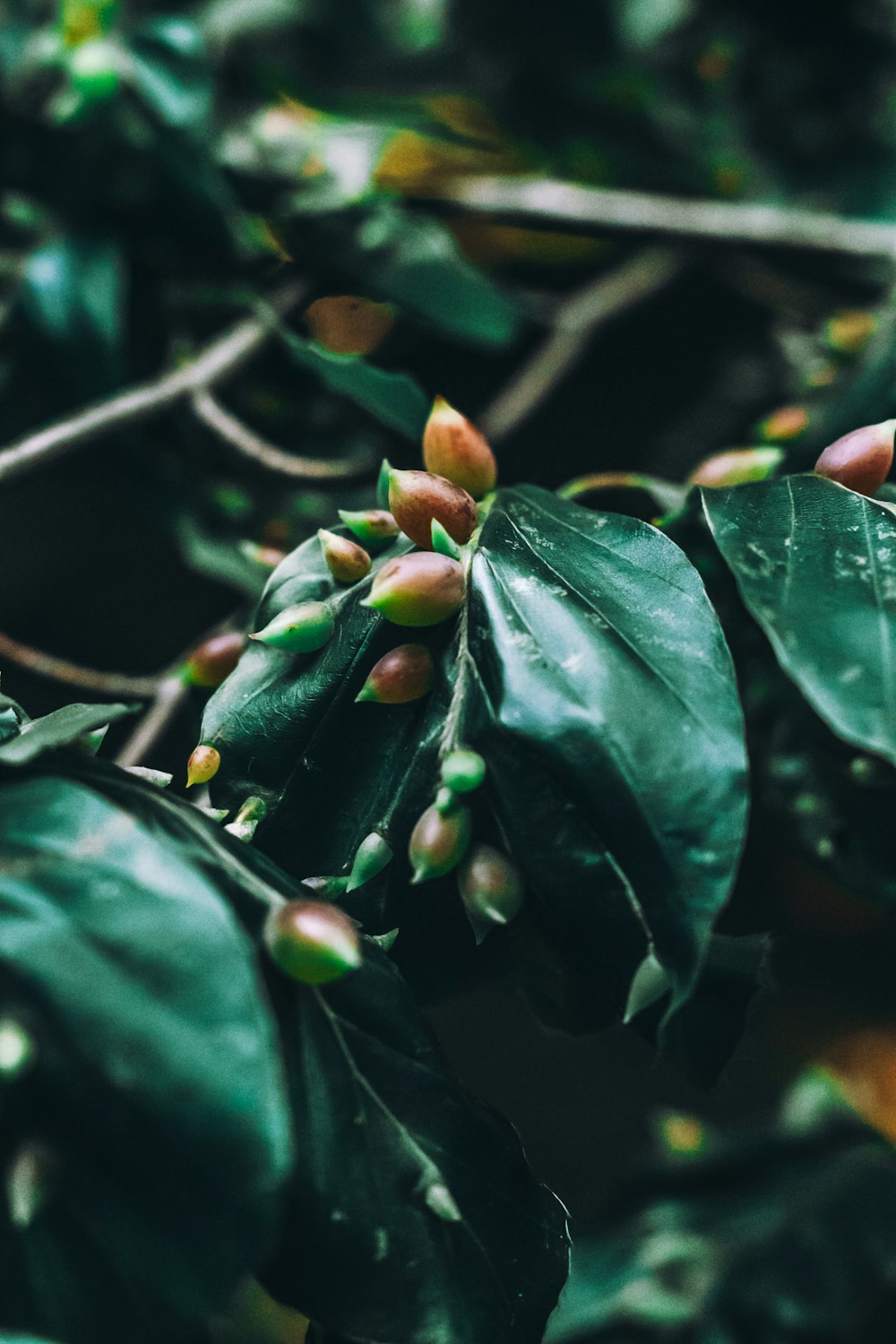 a close up of a plant with green leaves