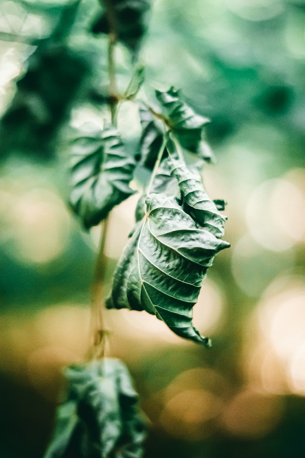 a close up of a leaf on a tree