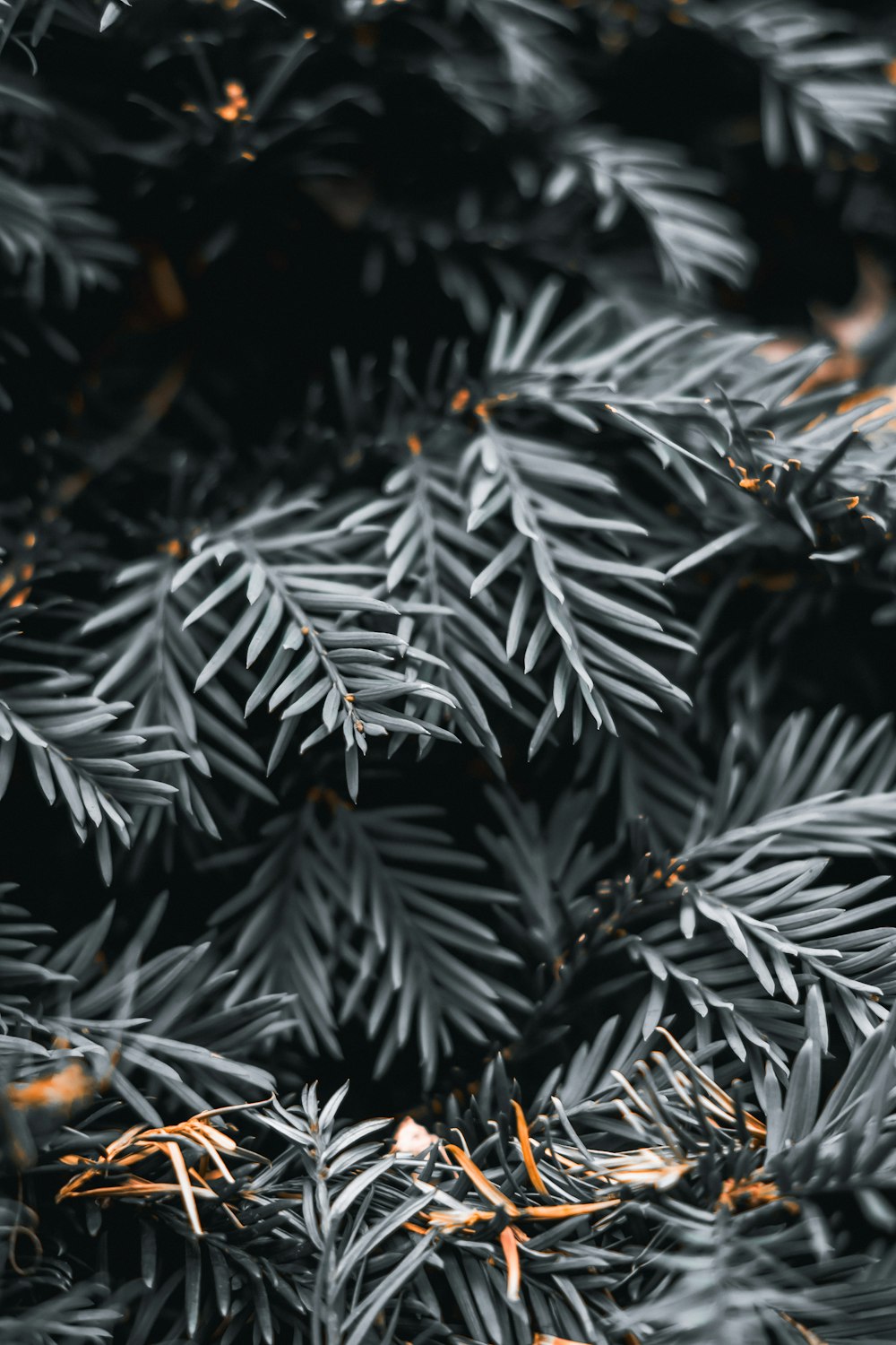 a close up of a pine tree branch