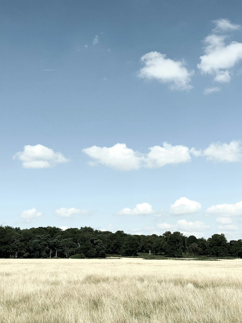 a large field of grass with trees in the background