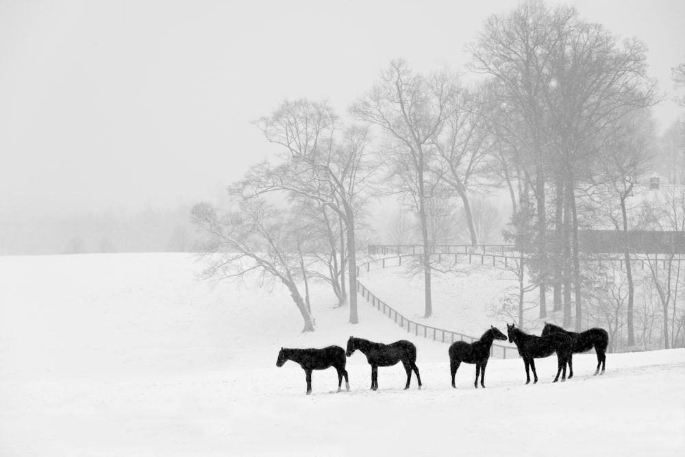 a group of horses standing in the snow