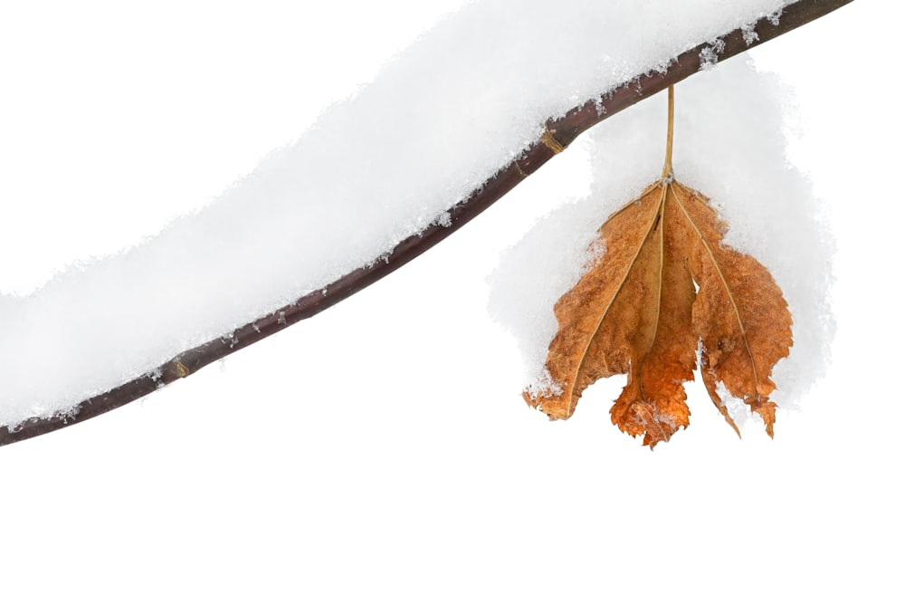 a leaf is hanging from a branch in the snow