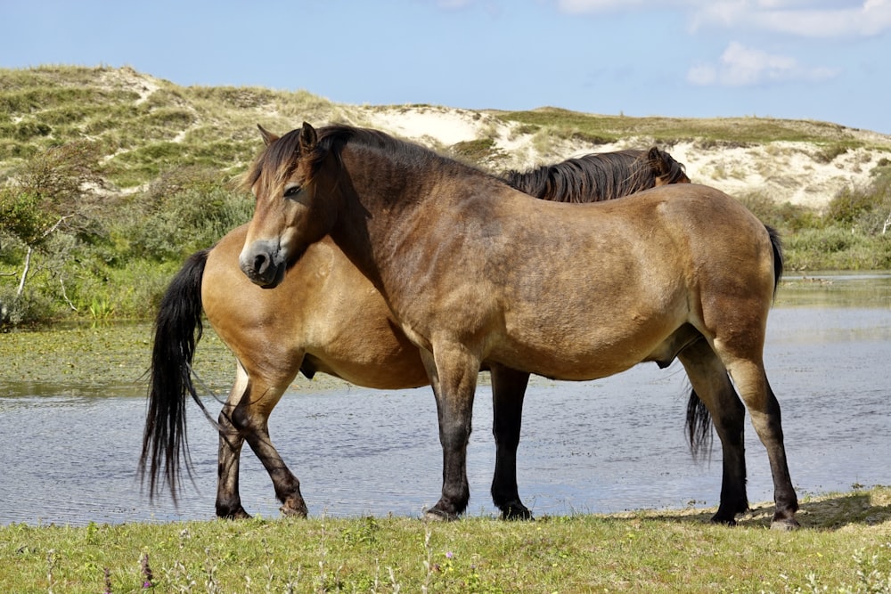 two horses standing next to each other near a body of water