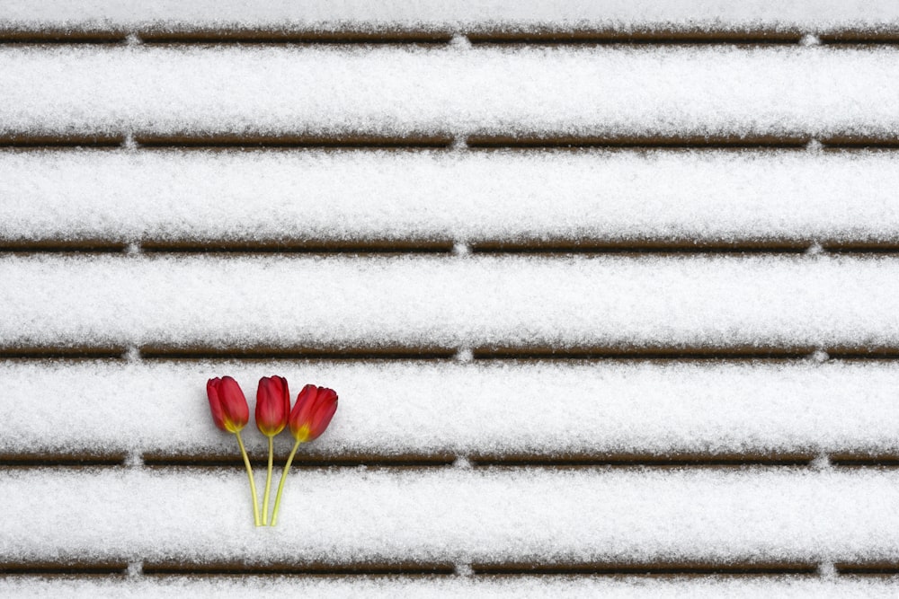 two red flowers sitting on top of snow covered ground