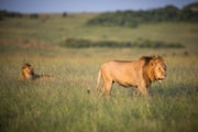 A majestic lion resting on a sunlit savannah with acacia trees in the background.