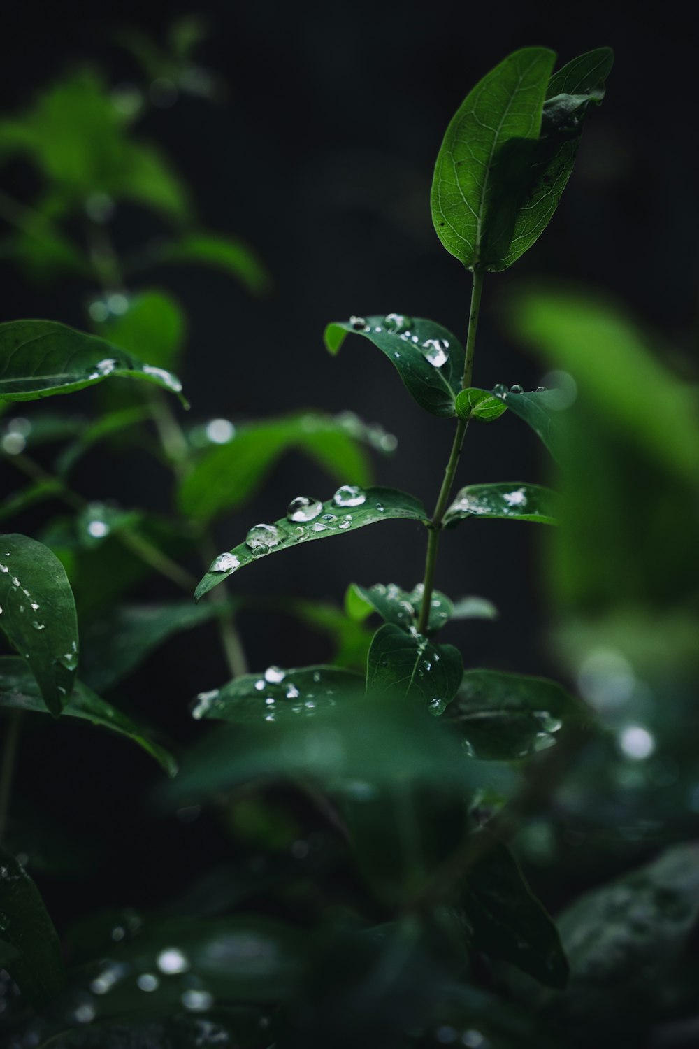 une plante verte avec des gouttelettes d’eau dessus