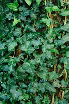 a close up of a bunch of leaves on a tree