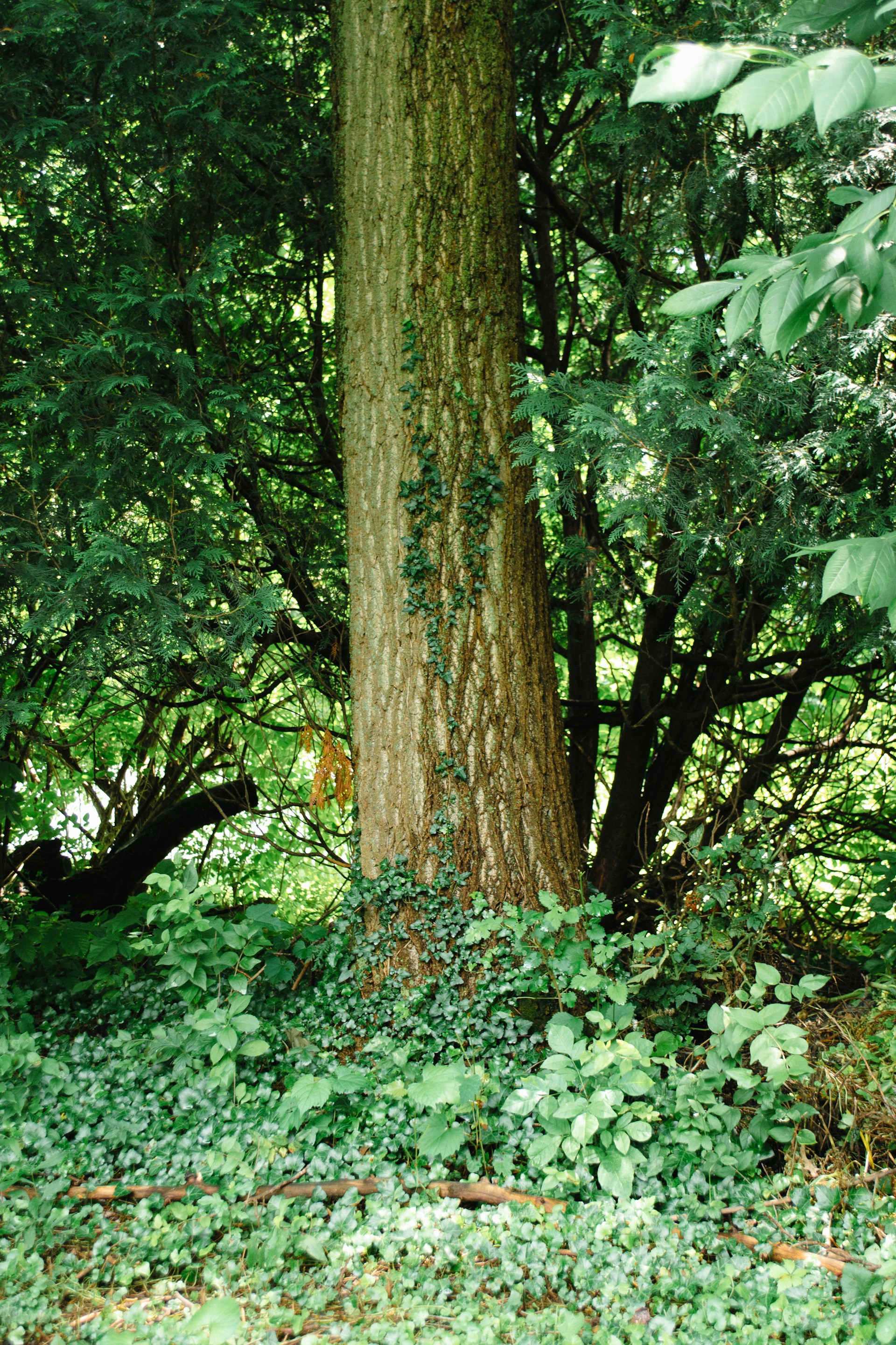 a tree in the middle of a lush green forest