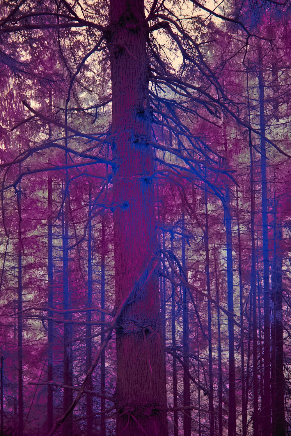 a purple picture of a tree in a forest