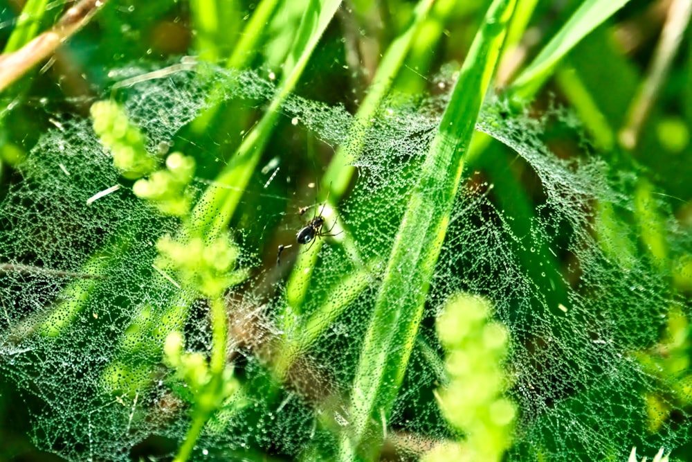 a close up of a spider web in the grass