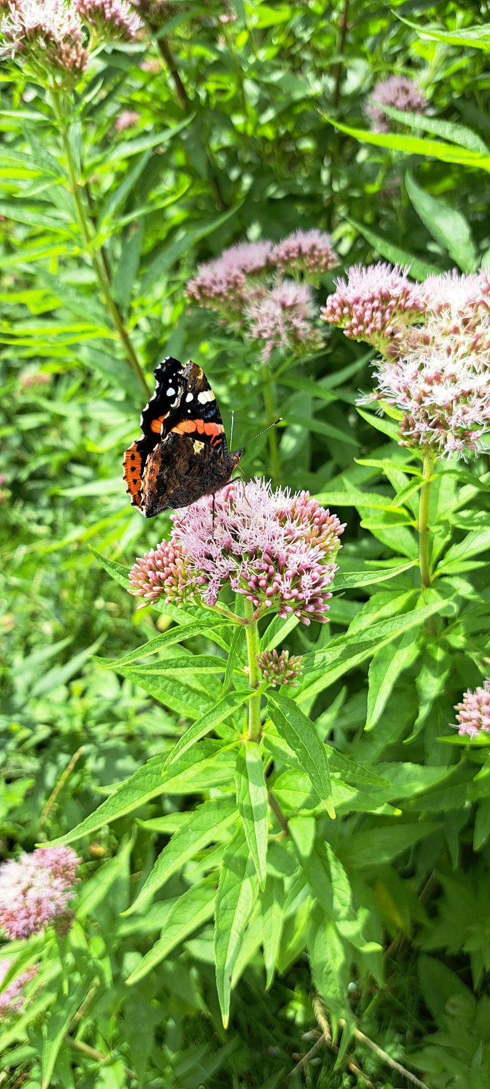 a butterfly sitting on a flower in a field