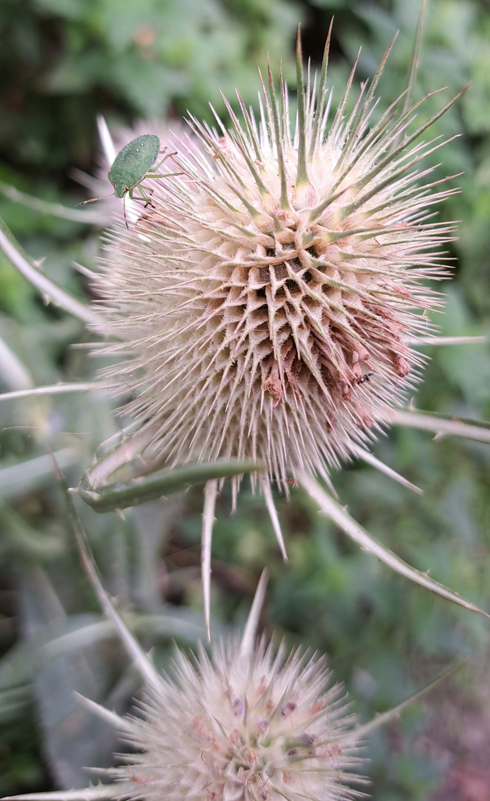 a close up of a flower with a bug on it