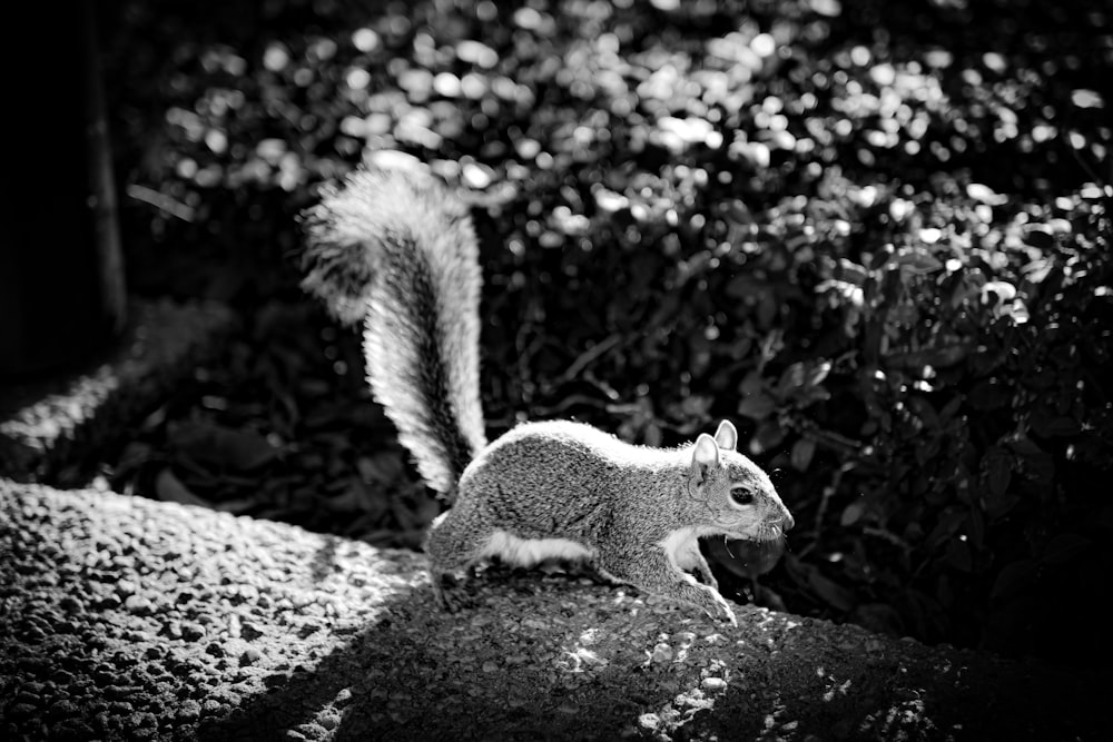 a black and white photo of a squirrel on a rock