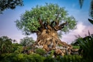 the tree of life at disney's animal kingdom “Latest Disney Parks news and updates including Walt Dis