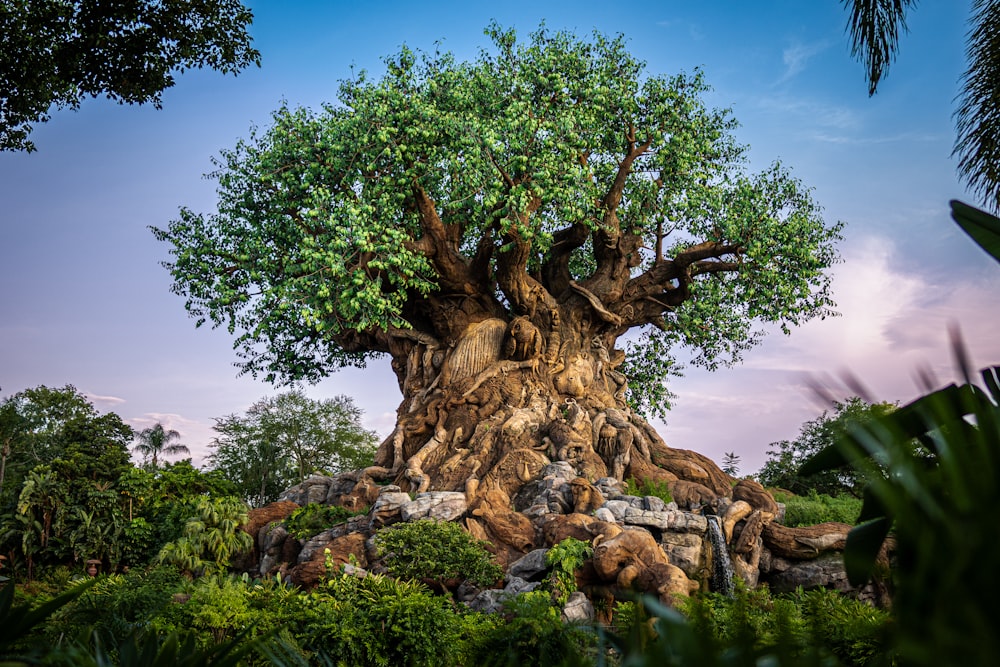 the tree of life at disney's animal kingdom