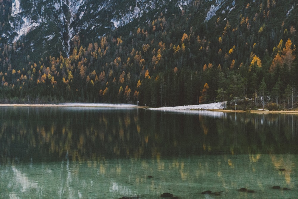 a body of water surrounded by a forest