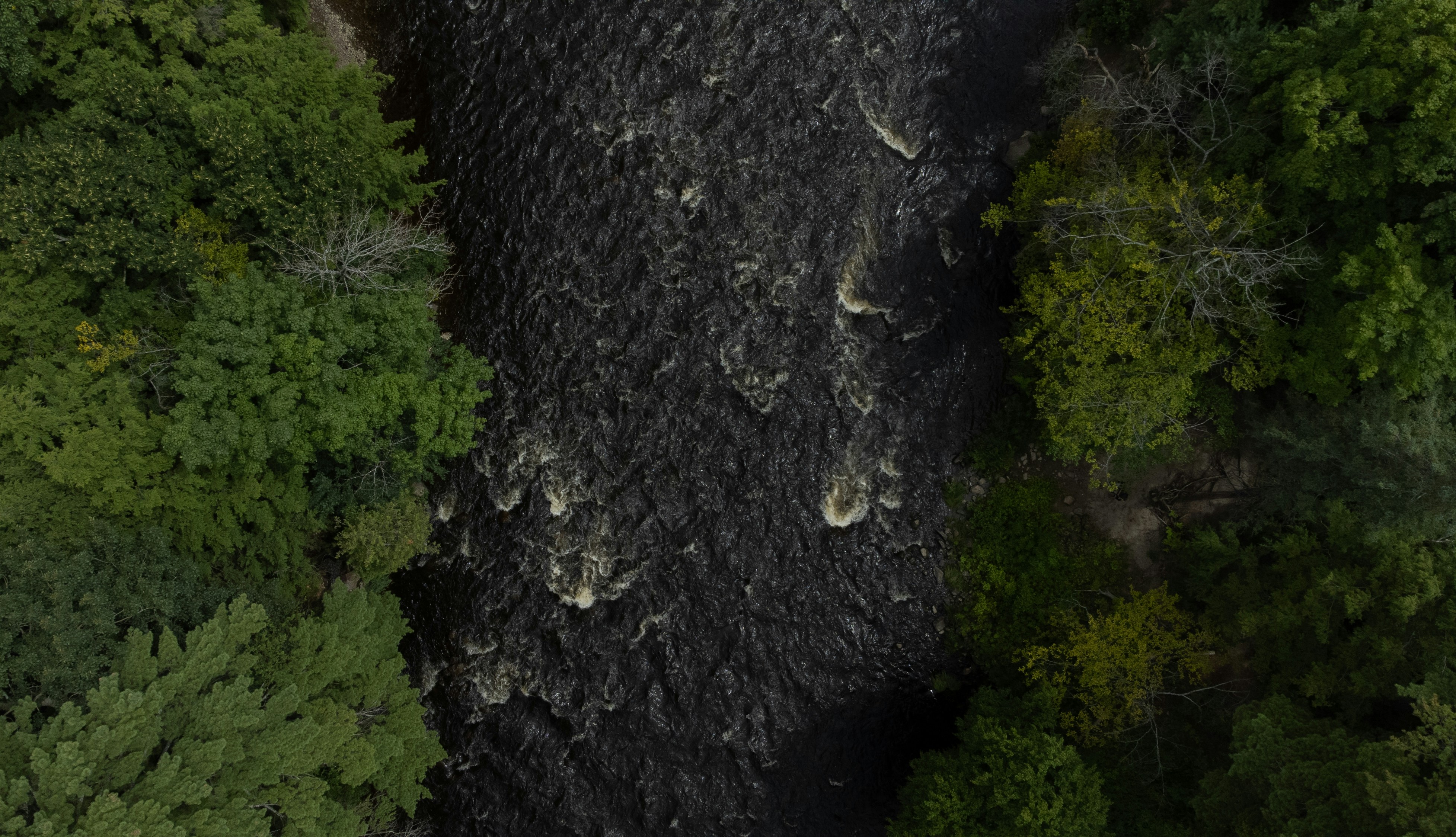 an aerial view of a river running through a forest
