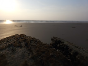 A serene photograph capturing the soft light on weathered driftwood along a quiet beach.