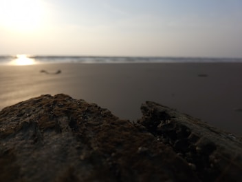 A serene photograph capturing the soft light on weathered driftwood along a quiet beach.