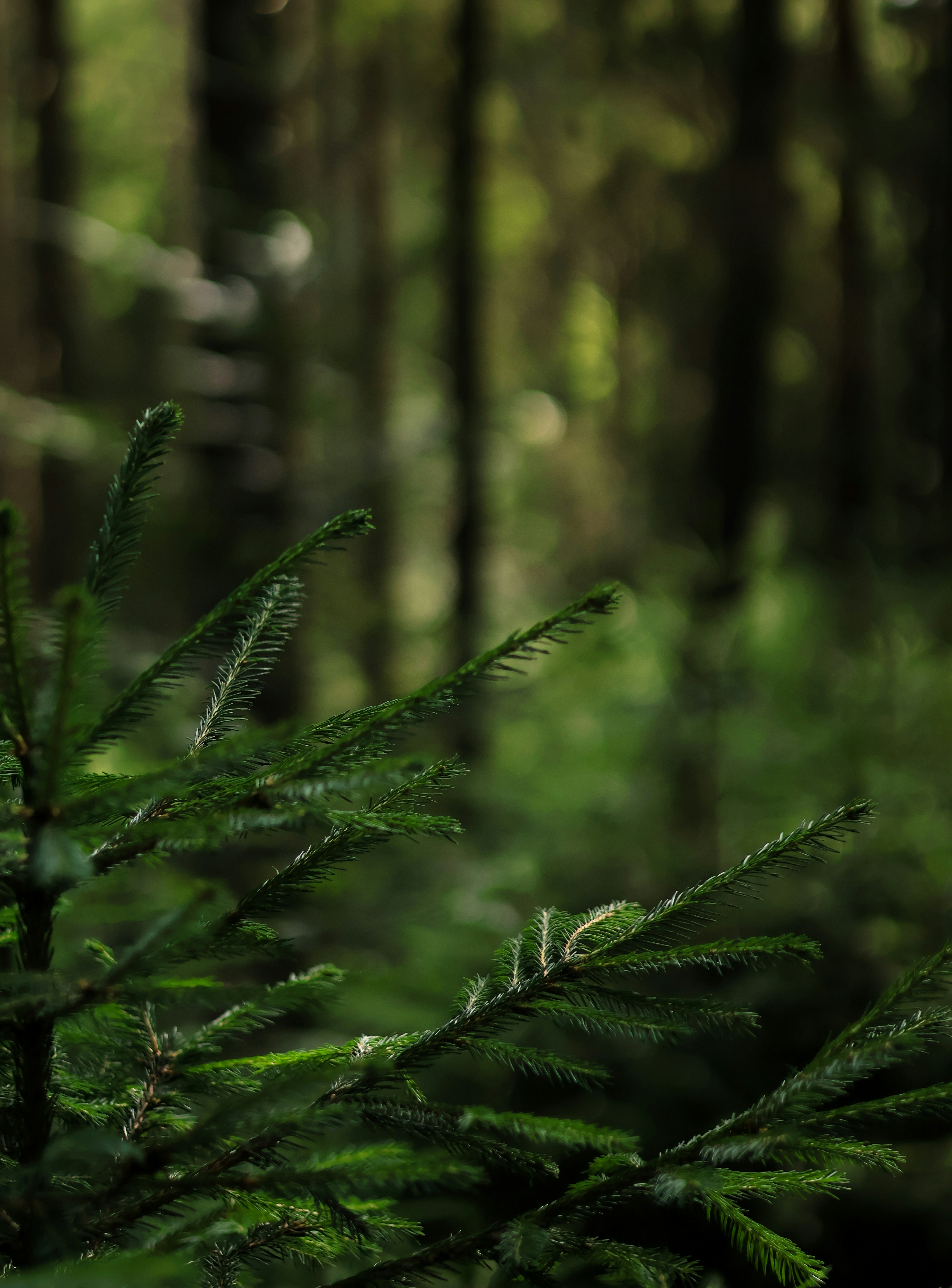 Photo by anyutakejbalo